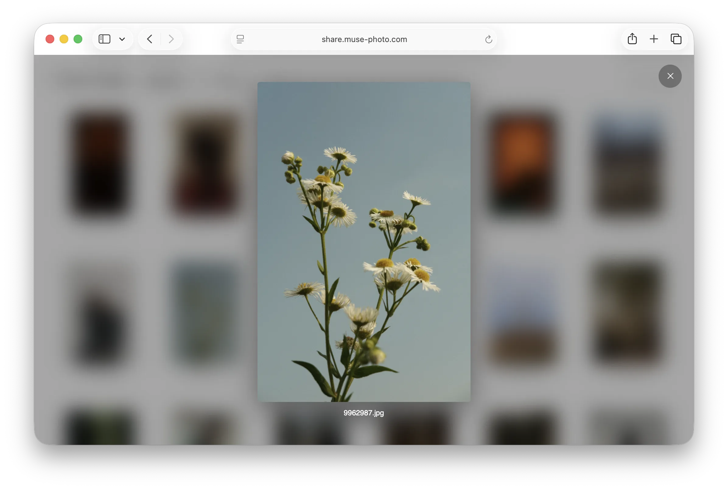 A Luz Photo shared collection with one photograph opened in a full-size detail view.